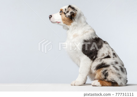 Side view Australian Shepherd dog isolated over white background. White and brown Side view Australian Shepherd dog isolated over white background. White and brown 77731111