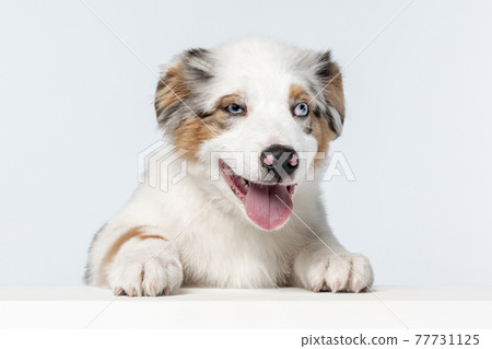 Close-up Australian Shepherd dog isolated over white background. White and brown 77731125