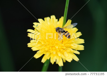 Hoverfly and Dandelion 77731195