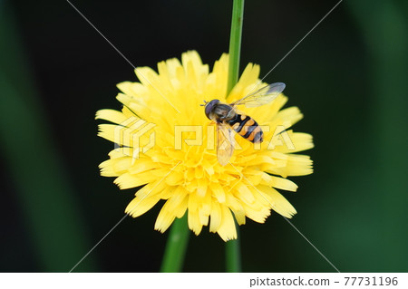 Hoverfly and Dandelion Hoverfly and Dandelion 77731196