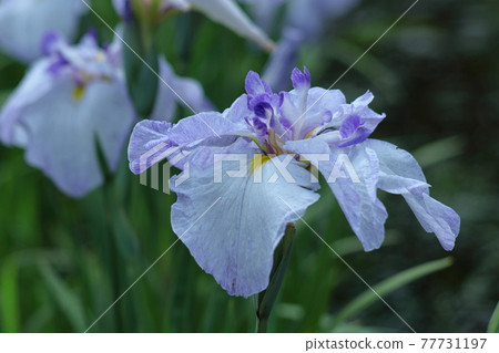 端莊優雅綻放瘦 77731197