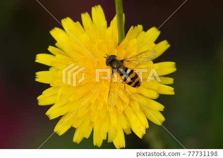 飛翔和蒲公英 77731198