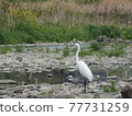 入間川上的野鳥鷺 77731259