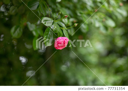 Pink rose where insects stop 77731354