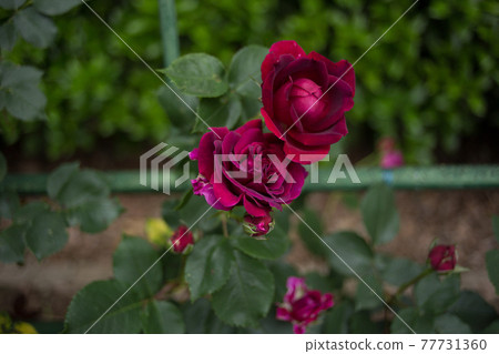 Purple roses that bloom like snuggling up 77731360