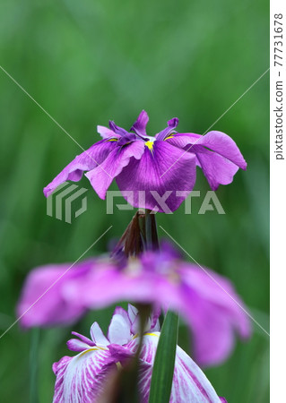 像玫瑰一樣優雅地綻放 77731678