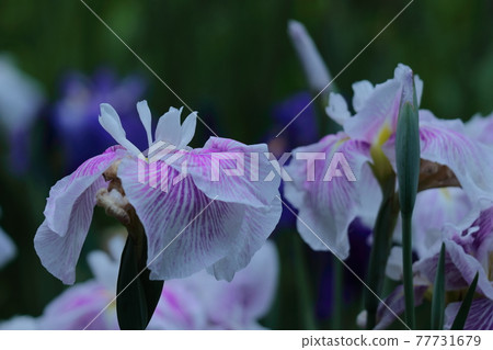 Bloom gracefully as a rose Bloom gracefully as a rose 77731679