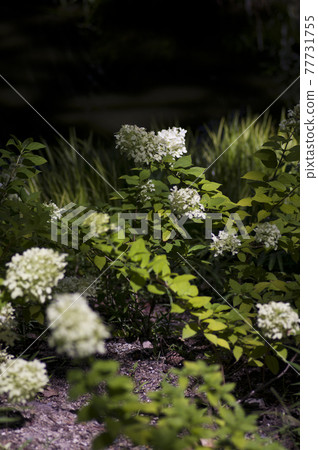 繡球花花園裡盛開著白花。學名是繡球花。 77731755