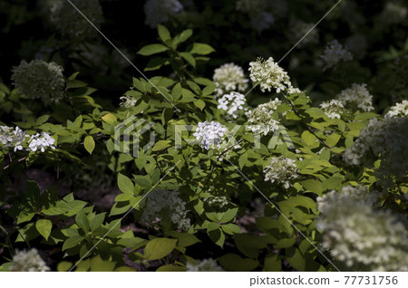 繡球花花園裡盛開著白花。學名是繡球花。 77731756
