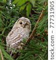 Owl baby 77731905