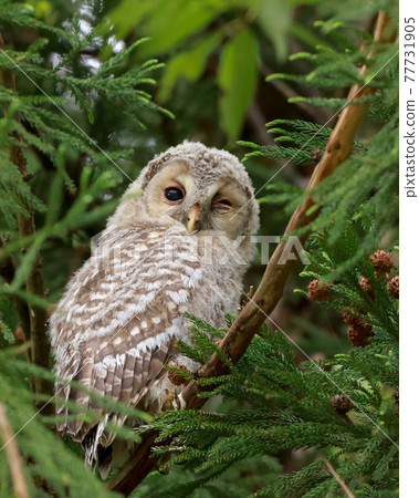 Owl baby Owl baby 77731905