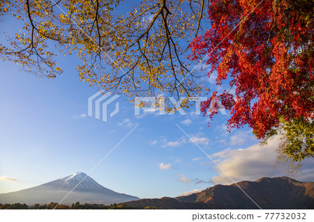 Mt. Fuji autumn leaves Mt. Fuji autumn leaves 77732032