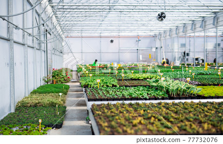 Various potted plants and flowers in greenhouse in garden center, small business. Various potted plants and flowers in greenhouse in garden center, small business. 77732076