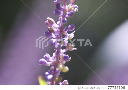 Purple lily turf flowers are in bloom. The scientific name is Liriope muscari. 77732106