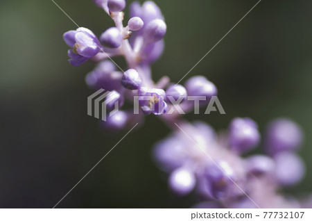 Purple lily turf flowers are in bloom. The scientific name is Liriope muscari. 77732107