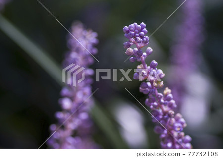 Purple lily turf flowers are in bloom. The scientific name is Liriope muscari. 77732108