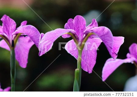 Bloom gracefully as a rose 77732151