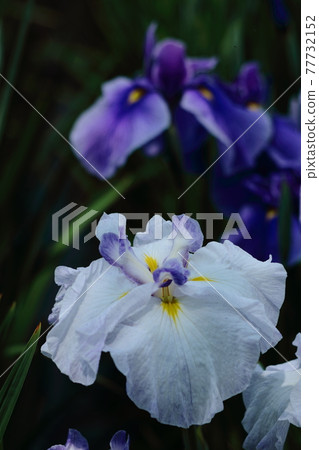 Bloom gracefully as a rose Bloom gracefully as a rose 77732152