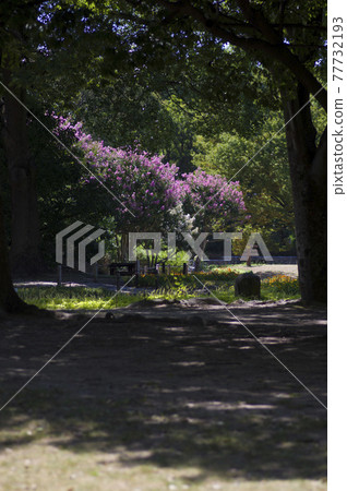 The crape myrtle tree is in bloom with pink flowers. 77732193