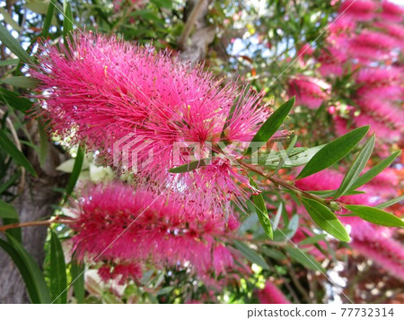 Smoke tree Smoke tree 77732314