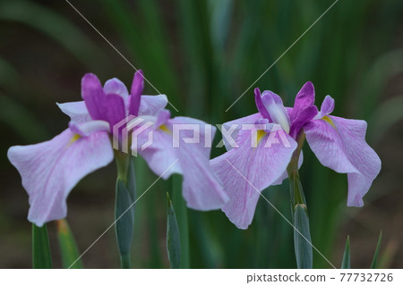 Bloom gracefully as a rose 77732726