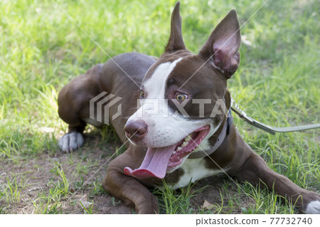 Pit bull terrier puppy is lying on a green grass. Pit bull terrier puppy is lying on a green grass. 77732740