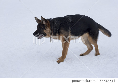 Cute german shepherd dog puppy in the winter park. Cute german shepherd dog puppy in the winter park. 77732741