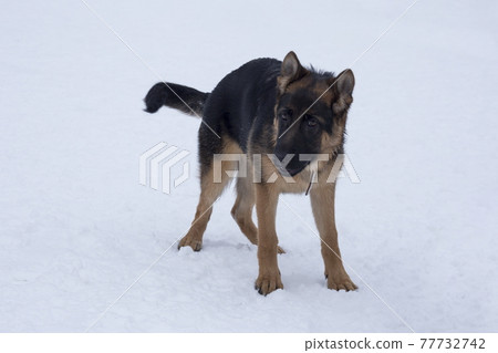 German shepherd dog puppy standing on white snow. German shepherd dog puppy standing on white snow. 77732742