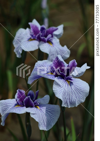 Bloom gracefully as a rose 77733085