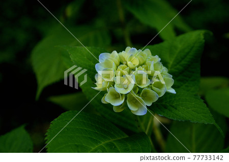 繡球 繡球 77733142