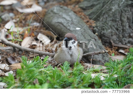 Sparrow Sparrow 77733966