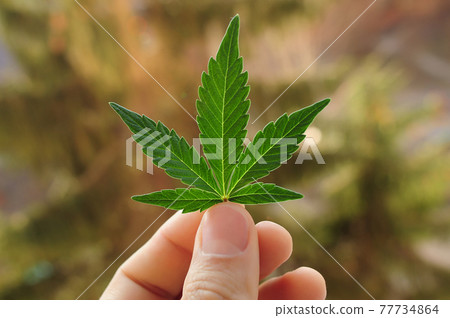 Cannabis full grown leaf in man's hand. 77734864
