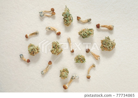 Microdosing concept. Dried psilocybin mushrooms and Marijuana buds on white background. 77734865