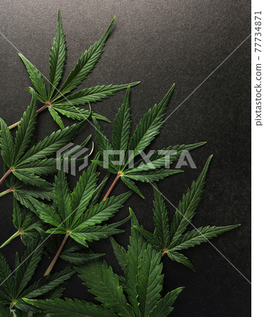 Cannabis leaves. Fresh marijuana plant isolated on black background Cannabis leaves. Fresh marijuana plant isolated on black background 77734871