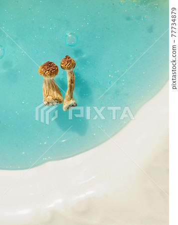 Psilocybin mushrooms on blue background. Psychedelic magic trip, cosmic consciousness. Dried Psilocybe Cubensis Golden Teacher 77734879