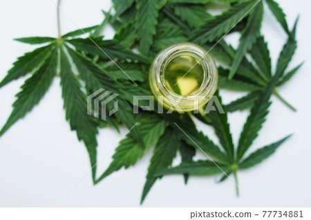 Marijuana oil, cbd recreation. Fresh cannabis leaves close up, isolated on white background. Marijuana oil, cbd recreation. Fresh cannabis leaves close up, isolated on white background. 77734881
