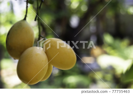 Sweet yellow marian plum tree 77735463