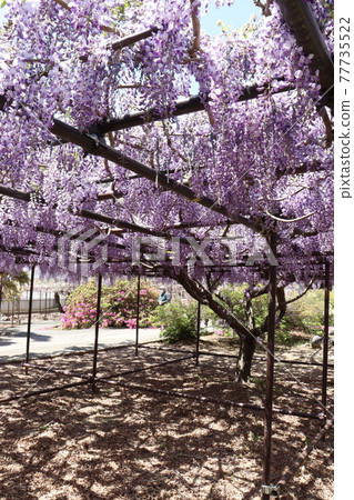 埼玉縣本莊市長仙寺的紫藤花 77735522