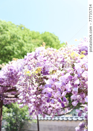 Wisteria flowers at Chosenji Temple in Honjo City, Saitama Prefecture 77735754