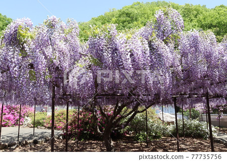 Wisteria flowers at Chosenji Temple in Honjo City, Saitama Prefecture 77735756