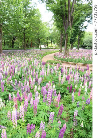 National Musashi Hill Forest Park / Lupine Flower Field 77735759