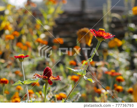 Garden Garden 77736793