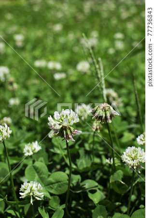 White clover forest White clover forest 77736843