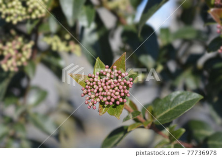 Laurustinus 77736978