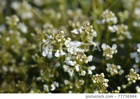 Evergreen candytuft 77736984