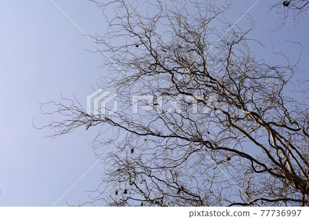 Dragons claw willow 77736997