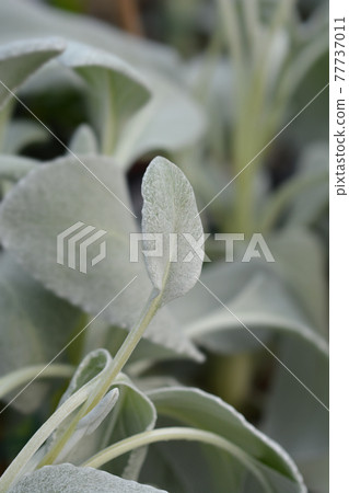 Shining-white ragwort Angel Wings 77737011