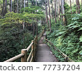 Forest walking path 77737204