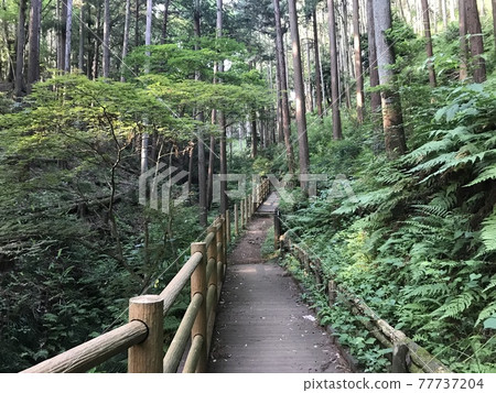 Forest walking path 77737204