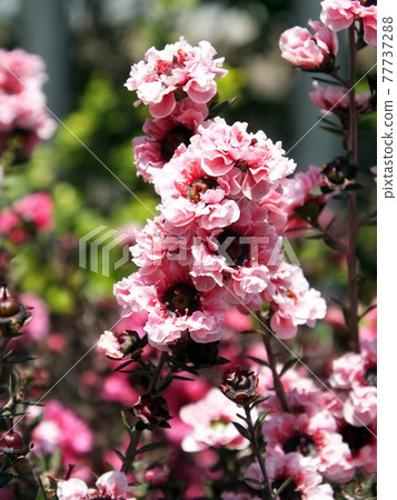 粉紅色的花可愛的花 77737288